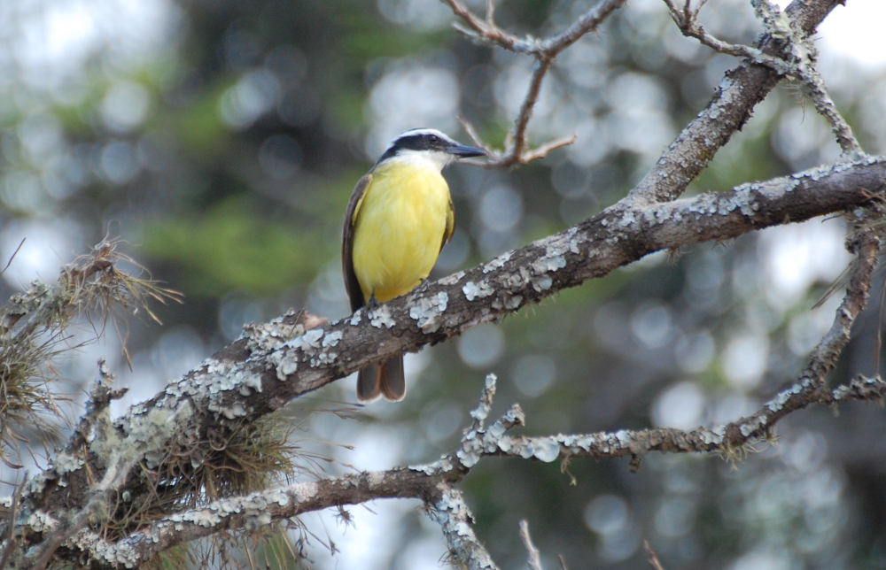 Brasile - Uccello giallo a Iguazu: Pitangus sulphuratus